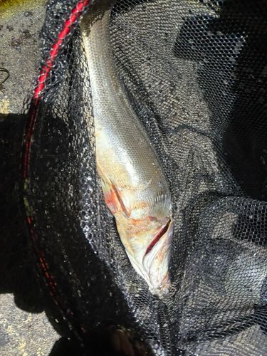 セイゴ（ヒラスズキ）