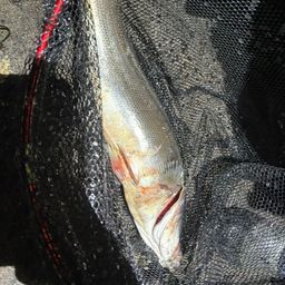 セイゴ（ヒラスズキ）