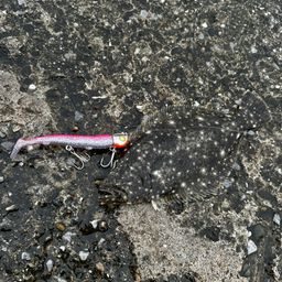 ヒラメ