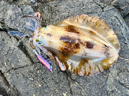 アオリイカの釣果