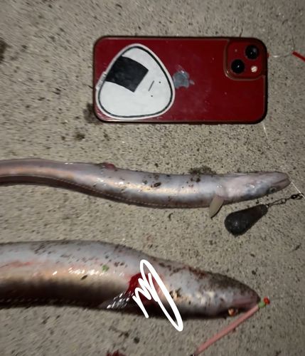 アナゴの釣果