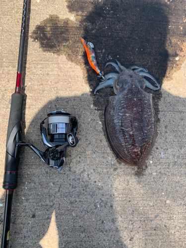 コウイカの釣果