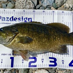 スモールマウスバス