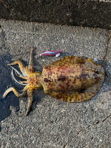 アオリイカの釣果