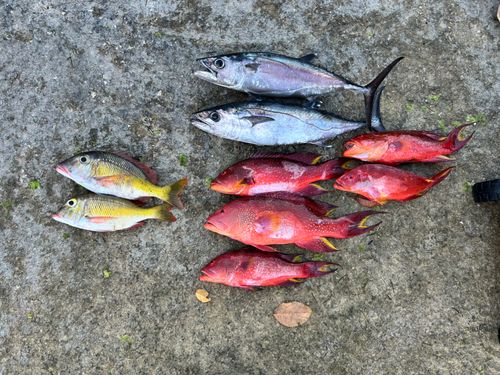 イソフエフキの釣果