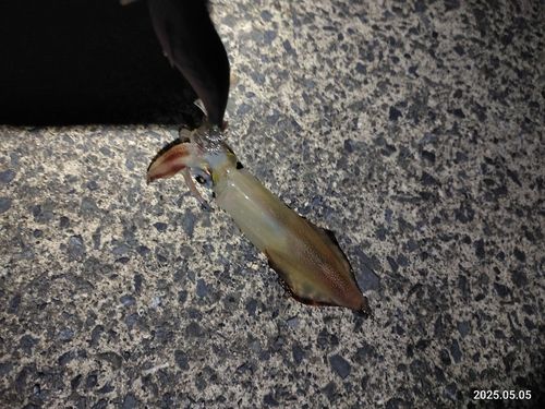 ヤリイカの釣果