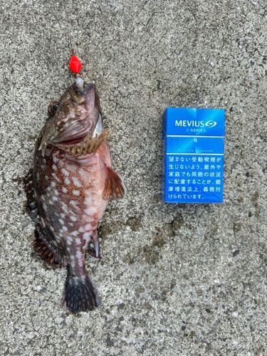 アラカブの釣果