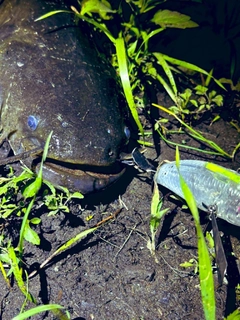 ナマズの釣果