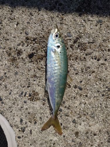 アオアジの釣果