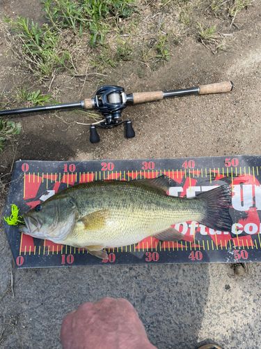 ブラックバスの釣果