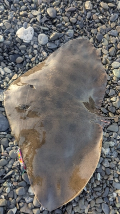 ツバクロエイの釣果