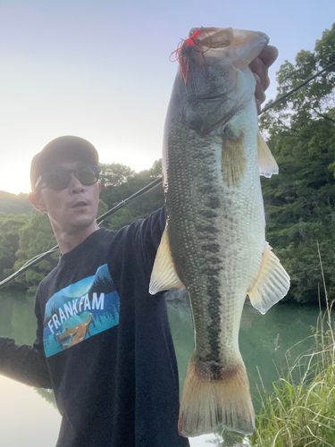 ブラックバスの釣果