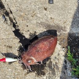 クロメバル