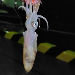 ヒイカ