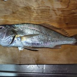 イシモチ