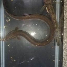 ウナギ