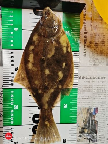 マガレイの釣果