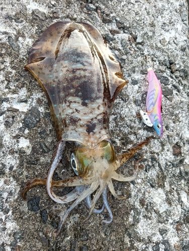 アオリイカの釣果