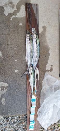 サゴシの釣果