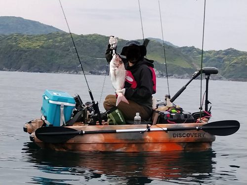 タイの釣果