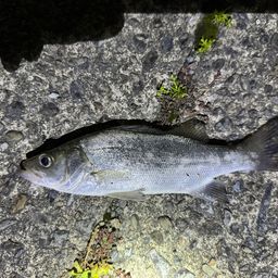 セイゴ（マルスズキ）