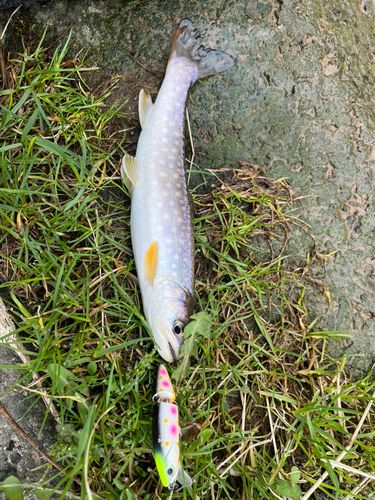 アメマスの釣果