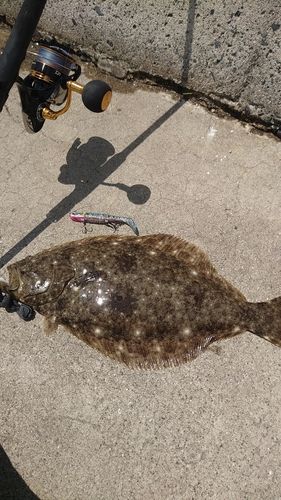 ヒラメの釣果