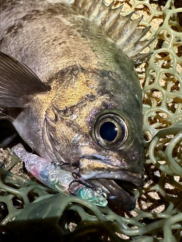 クロメバルの釣果