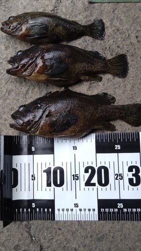ムラソイの釣果