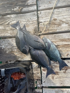 クチブトグレの釣果