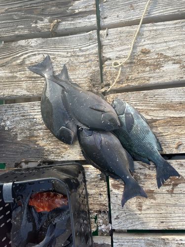 クチブトグレの釣果