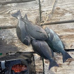 クチブトグレ