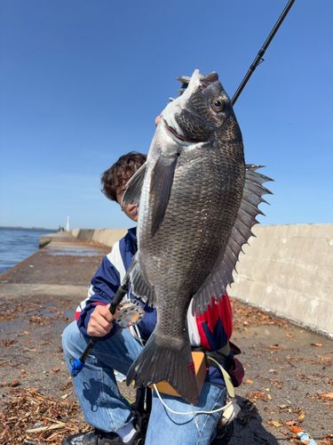 クロダイの釣果