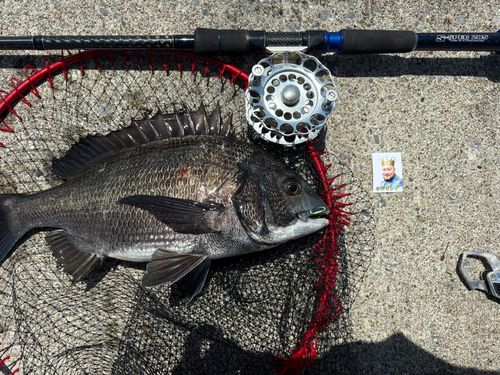 クロダイの釣果