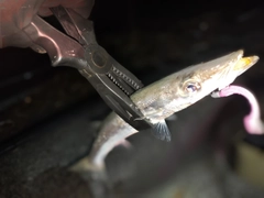 アカカマスの釣果