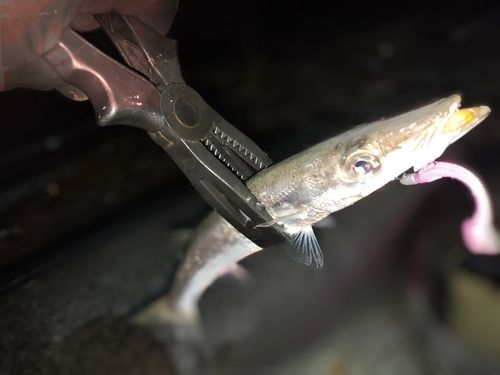 アカカマスの釣果