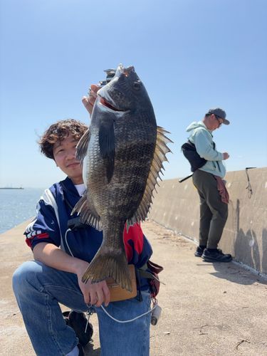 クロダイの釣果
