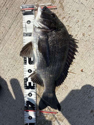 クロダイの釣果