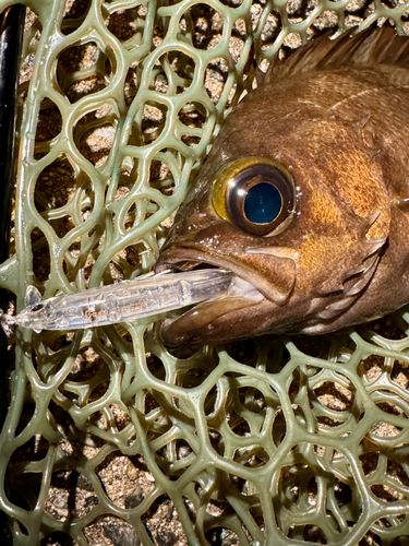 シロメバルの釣果