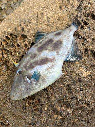 ウマヅラハギの釣果