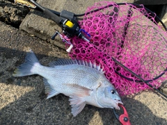 キビレの釣果