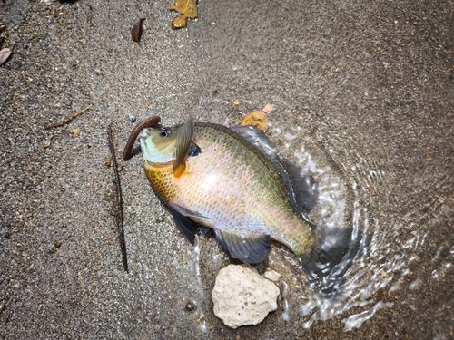 ブルーギルの釣果