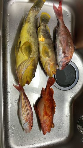 釣果