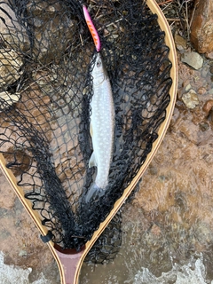 アメマスの釣果