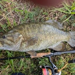 スモールマウスバス