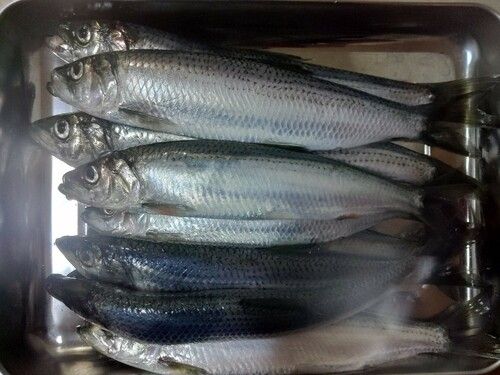 ニシンの釣果