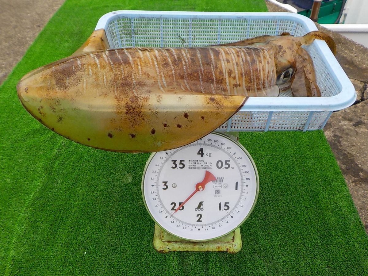 hirosi nadaさんの釣果 2枚目の画像
