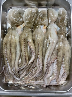 タコの釣果