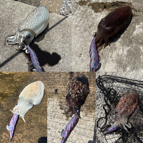 ハリイカの釣果