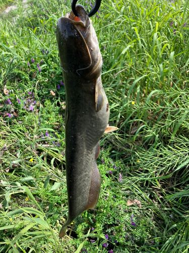 ナマズの釣果